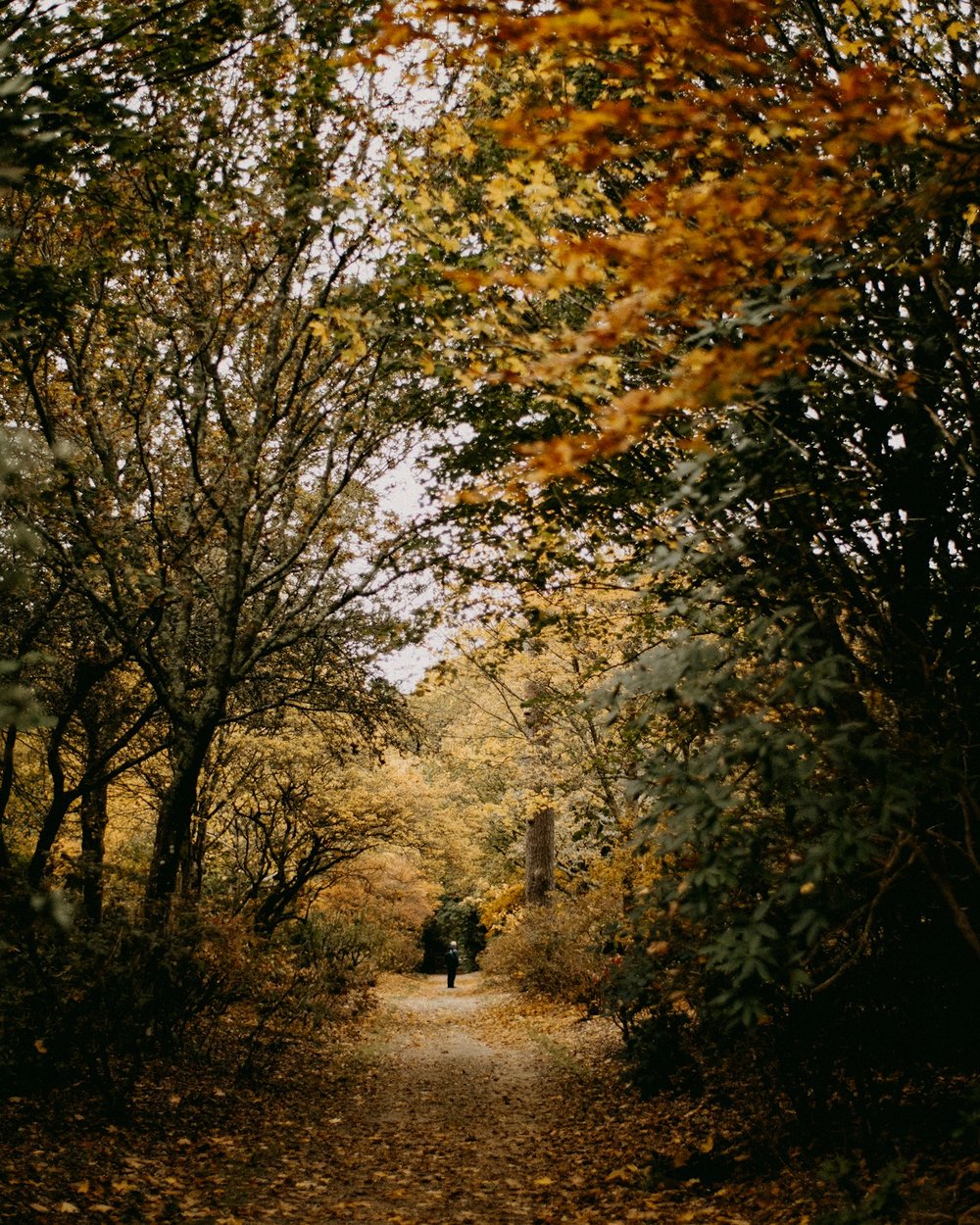 Persoon wandelt over een herfstig bospad — symboliseert het vinden van richting in je loopbaan